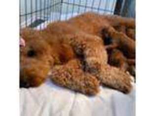 Goldendoodle Puppy for sale in Grand Prairie, TX, USA