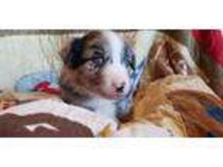 Australian Shepherd Puppy for sale in Porum, OK, USA