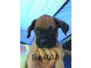 Boxer Puppy for sale in Watha, NC, USA