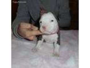 American Staffordshire Terrier Puppy for sale in Cedar Bluff, AL, USA