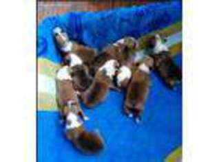 Pembroke Welsh Corgi Puppy for sale in Leesville, LA, USA