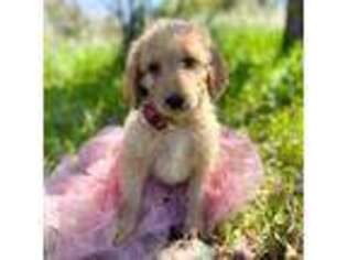 Goldendoodle Puppy for sale in Anderson, CA, USA