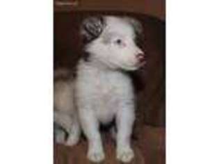 Miniature Australian Shepherd Puppy for sale in Hernando, FL, USA