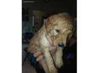 Goldendoodle Puppy for sale in Morrison, CO, USA
