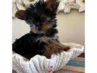 Yorkshire Terrier Puppy for sale in Manahawkin, NJ, USA