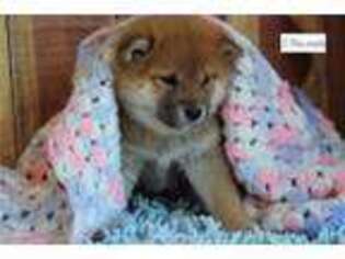 Shiba Inu Puppy for sale in Jonesboro, AR, USA