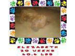 American Bulldog Puppy for sale in Wichita Falls, TX, USA