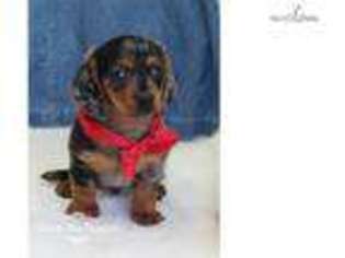 Dachshund Puppy for sale in Saint Louis, MO, USA