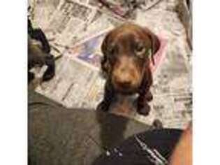 Doberman Pinscher Puppy for sale in Excelsior Springs, MO, USA