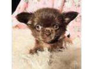Chihuahua Puppy for sale in Lincoln, CA, USA
