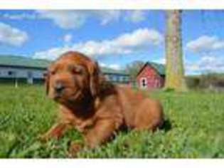 Labradoodle Puppy for sale in Hillsboro, WI, USA