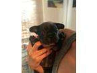 French Bulldog Puppy for sale in Jacksonville Beach, FL, USA