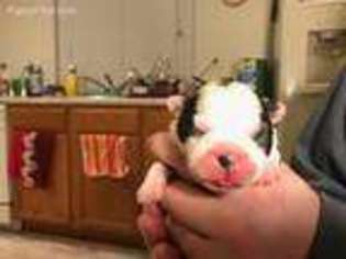 Boston Terrier Puppy for sale in Denver, CO, USA