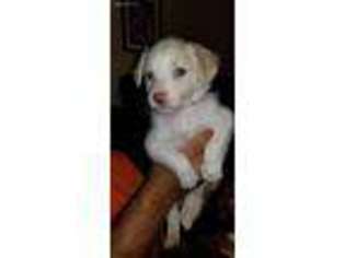 Border Collie Puppy for sale in Amarillo, TX, USA