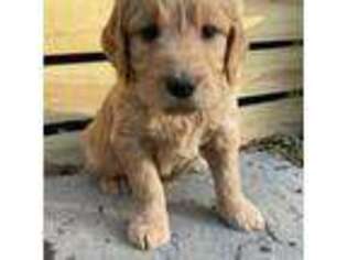 Goldendoodle Puppy for sale in King William, VA, USA