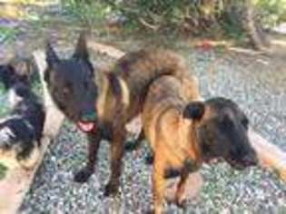 Belgian Malinois Puppy for sale in Desert Hot Springs, CA, USA