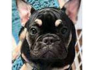 French Bulldog Puppy for sale in East Islip, NY, USA