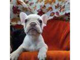 French Bulldog Puppy for sale in Hammond, IN, USA