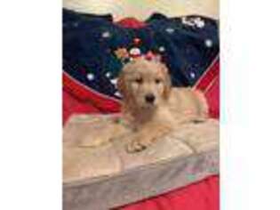 Goldendoodle Puppy for sale in Tabor City, NC, USA