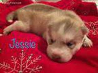 Siberian Husky Puppy for sale in Phoenix, AZ, USA