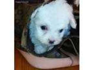 Maltese Puppy for sale in Mansfield, AR, USA
