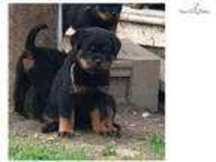 Rottweiler Puppy for sale in Albany, NY, USA