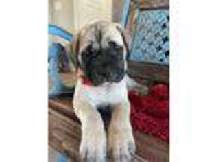 Mastiff Puppy for sale in Tuscaloosa, AL, USA