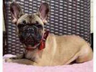 French Bulldog Puppy for sale in Oakland, NJ, USA