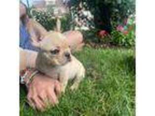 French Bulldog Puppy for sale in Lynbrook, NY, USA