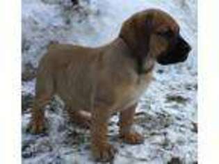 Boerboel Puppy for sale in Herrick, IL, USA