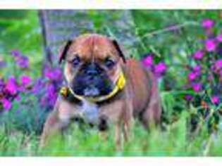 Bulldog Puppy for sale in Coxs Creek, KY, USA