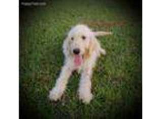 Labradoodle Puppy for sale in Richlands, NC, USA