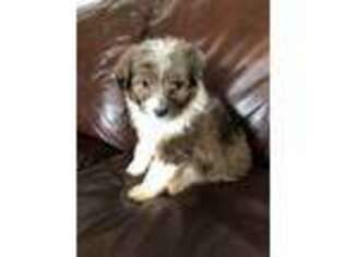 Shetland Sheepdog Puppy for sale in Mabank, TX, USA