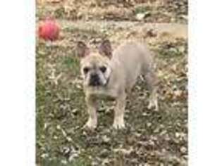 French Bulldog Puppy for sale in Pickering, MO, USA