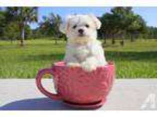 Maltese Puppy for sale in VENICE, FL, USA