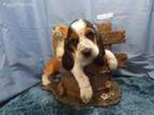 Basset Hound Puppy for sale in Celina, OH, USA