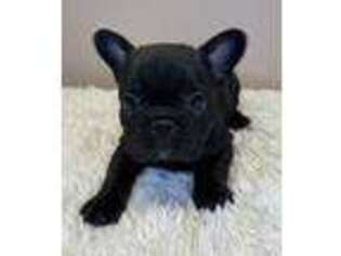 French Bulldog Puppy for sale in Apex, NC, USA
