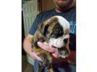Bulldog Puppy for sale in Hillsboro, OH, USA