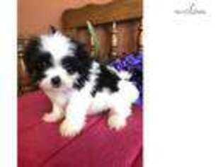 Mal-Shi Puppy for sale in Topeka, KS, USA