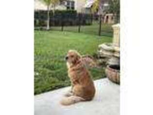 Golden Retriever Puppy for sale in Daytona Beach, FL, USA