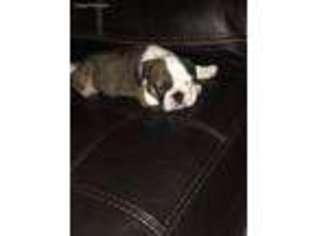 Bulldog Puppy for sale in Louisville, KY, USA
