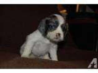 Cocker Spaniel Puppy for sale in OAK HARBOR, WA, USA
