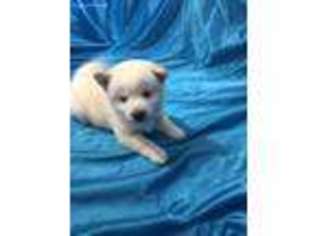 Shiba Inu Puppy for sale in Atwood, IL, USA