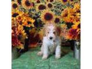 Goldendoodle Puppy for sale in Spring Hill, KS, USA