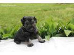 Mutt Puppy for sale in Verona, OH, USA