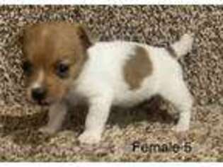 Jack Russell Terrier Puppy for sale in Copperhill, TN, USA