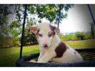 Pembroke Welsh Corgi Puppy for sale in Marshfield, MO, USA