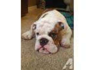Bulldog Puppy for sale in MEANSVILLE, GA, USA