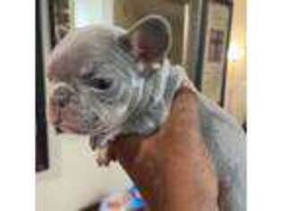 French Bulldog Puppy for sale in Beaumont, TX, USA