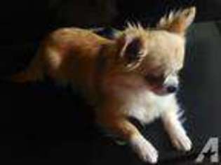 Chihuahua Puppy for sale in SILVIS, IL, USA